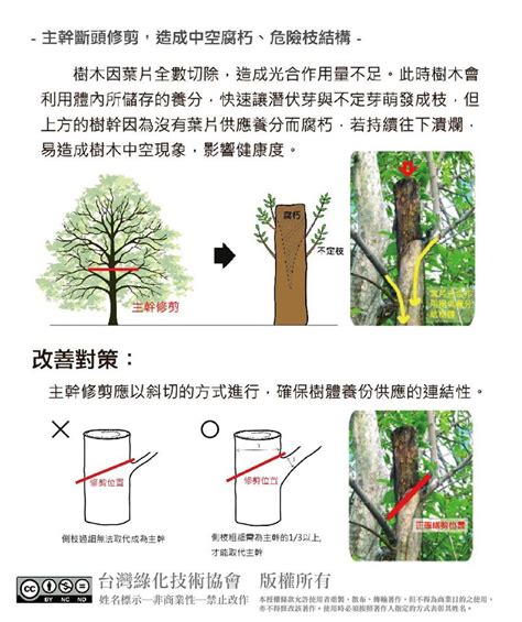 如何讓樹頭枯死|修剪還是移除？挑選正確的樹木處理方法